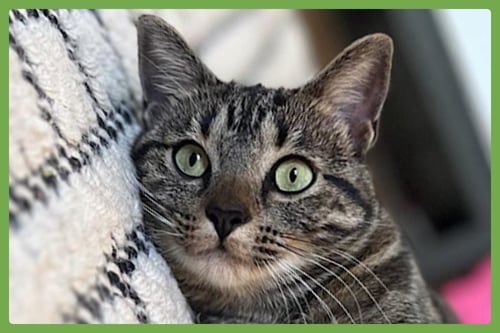 WOLFIE - Domestic Short Hair available for adoption