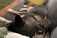 Wolfie - Photo 7