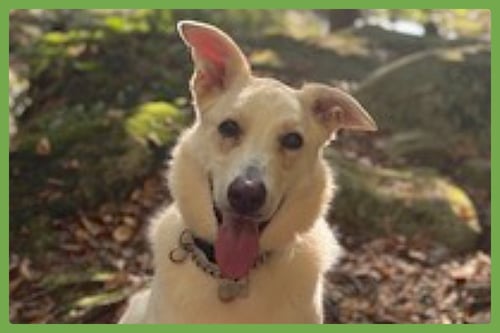 ERNEST - German Shepherd Dog / Husky available for adoption