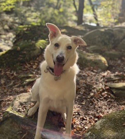 ERNEST - German Shepherd Dog / Husky available for adoption