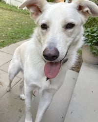 Ernest - Photo 14
