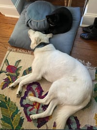 Ernest - Photo 11