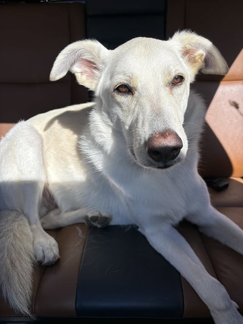 ERNEST - German Shepherd Dog / Husky available for adoption
