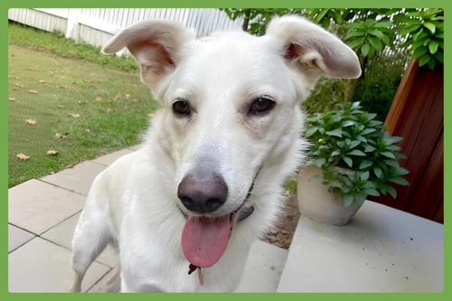 ERNEST - German Shepherd Dog / Husky available for adoption