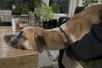 Goose - Photo 12