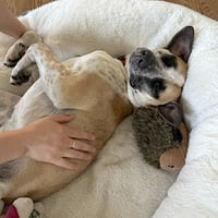 Goose - Photo 8