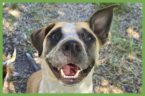 GOOSE - Australian Cattle Dog/Blue Heeler / Black Mouth Cur available for adoption
