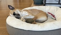 Goose - Photo 13