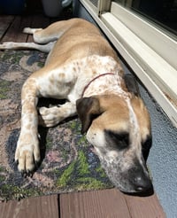 Goose - Photo 4