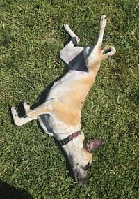 Goose - Photo 9
