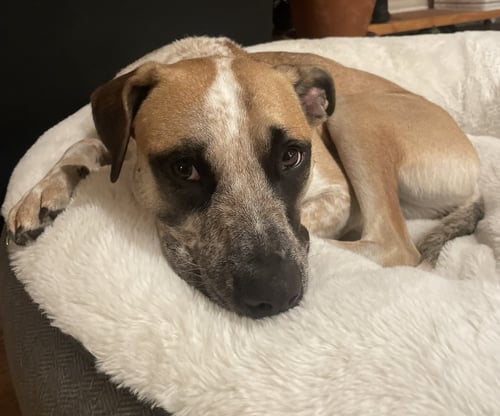 GOOSE - Australian Cattle Dog/Blue Heeler / Black Mouth Cur available for adoption
