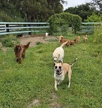 Goose - Photo 14