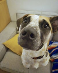 Goose - Photo 3