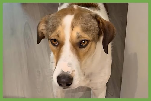 JIMMY - Hound / Labrador Retriever available for adoption