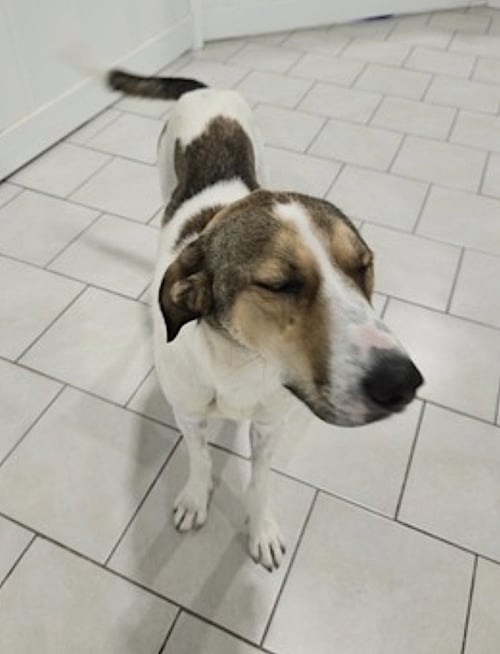 JIMMY - Hound / Labrador Retriever available for adoption