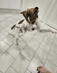 Jimmy - Photo 3