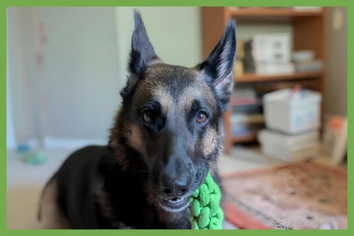 LUNA - German Shepherd Dog available for adoption