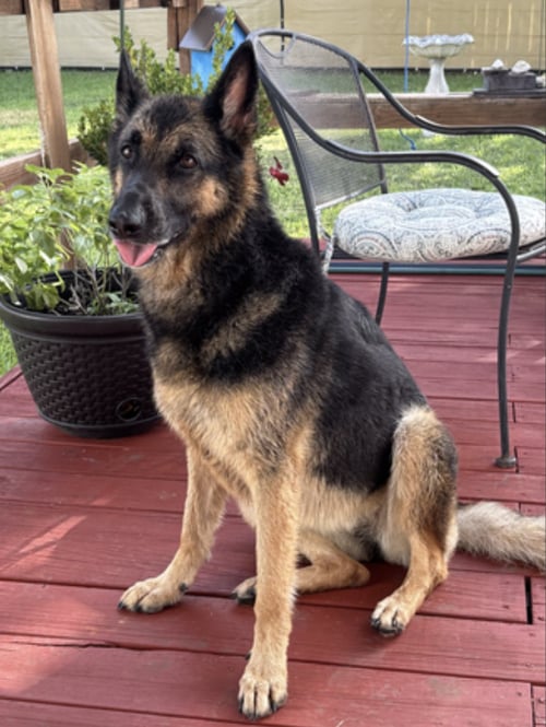 LUNA - German Shepherd Dog available for adoption