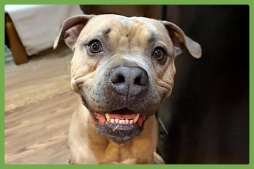 SANTANA - American Pit Bull Terrier available for adoption