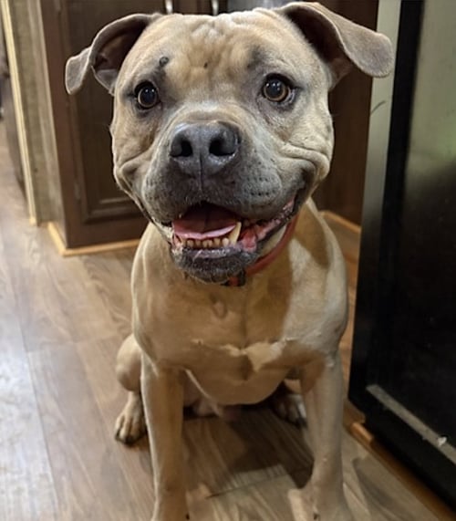 SANTANA - American Pit Bull Terrier available for adoption