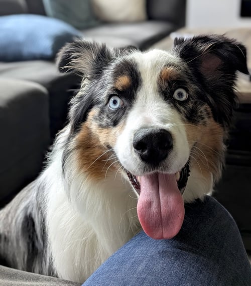 BLITZ - Australian Shepherd available for adoption