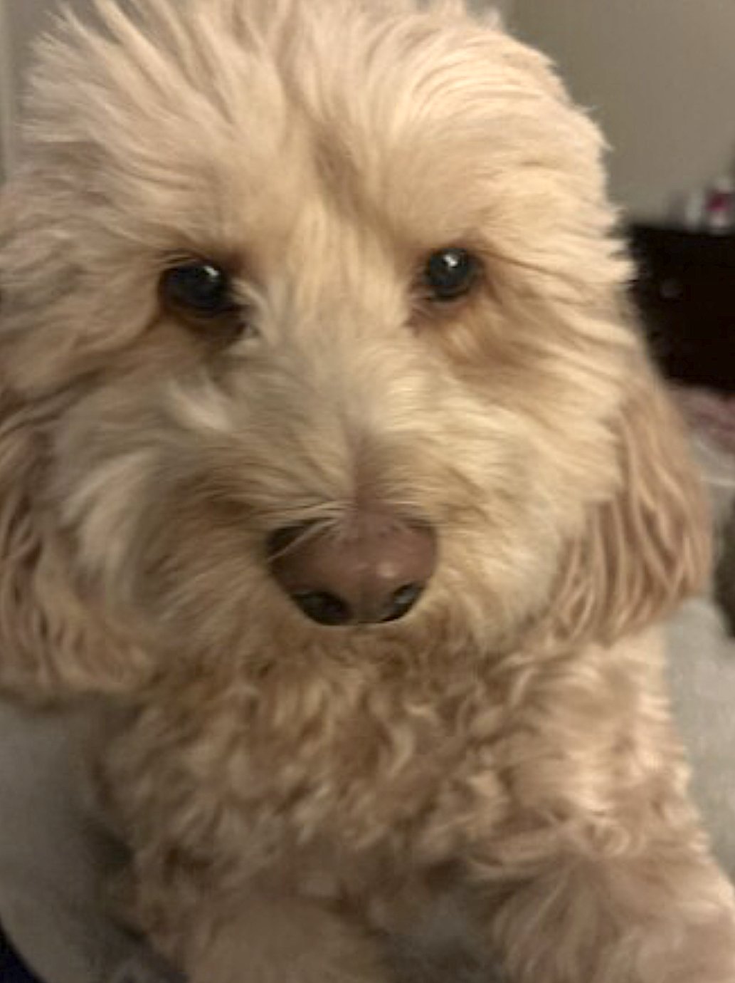 COOPER - Cockapoo available for adoption