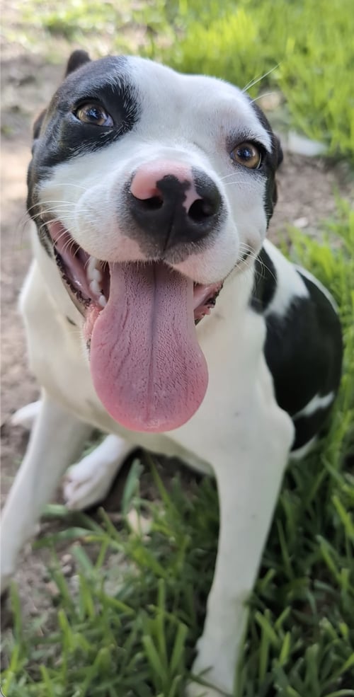 MOOMOO - American Pit Bull Terrier / American Staffordshire Terrier available for adoption