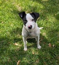 MooMoo - Photo 7