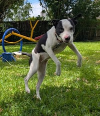 MooMoo - Photo 8