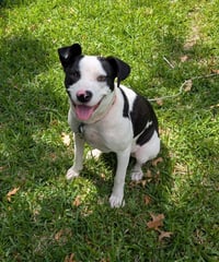 MooMoo - Photo 9