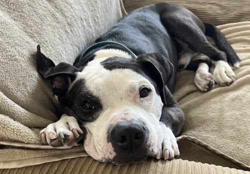 DOMINO - American Pit Bull Terrier available for adoption