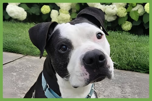 DOMINO - American Pit Bull Terrier available for adoption