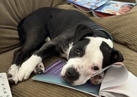 Domino - Photo 4