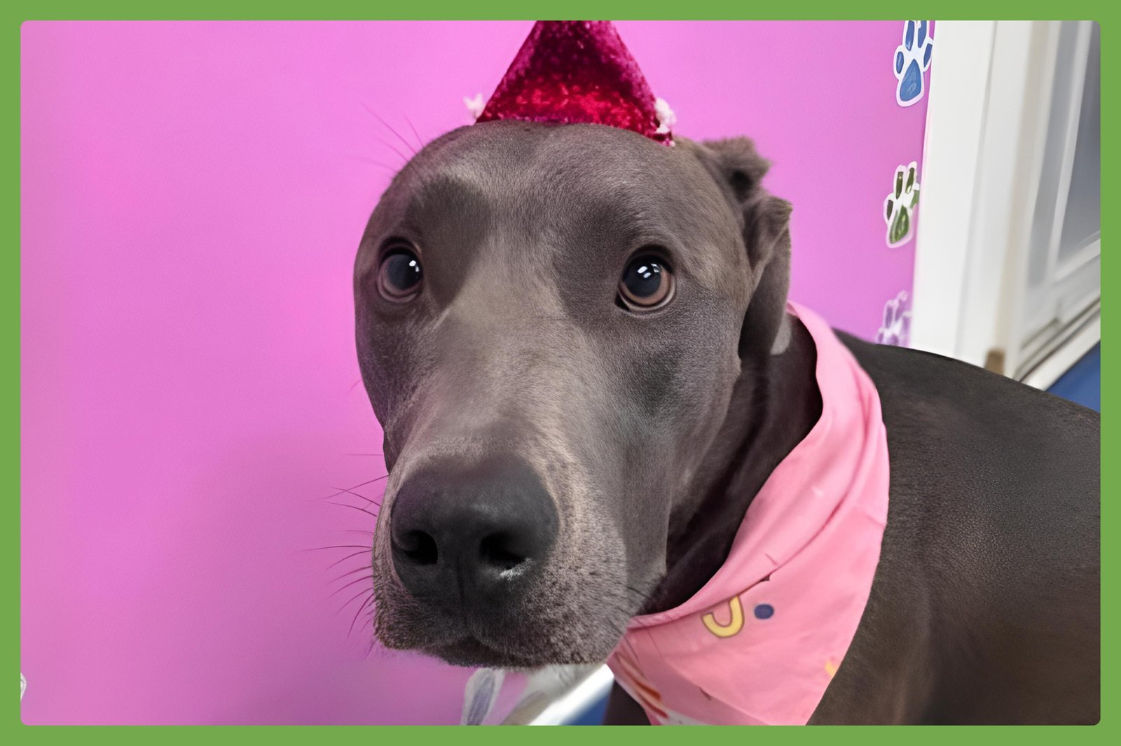 JADE - Labrador Retriever / American Pit Bull Terrier available for adoption