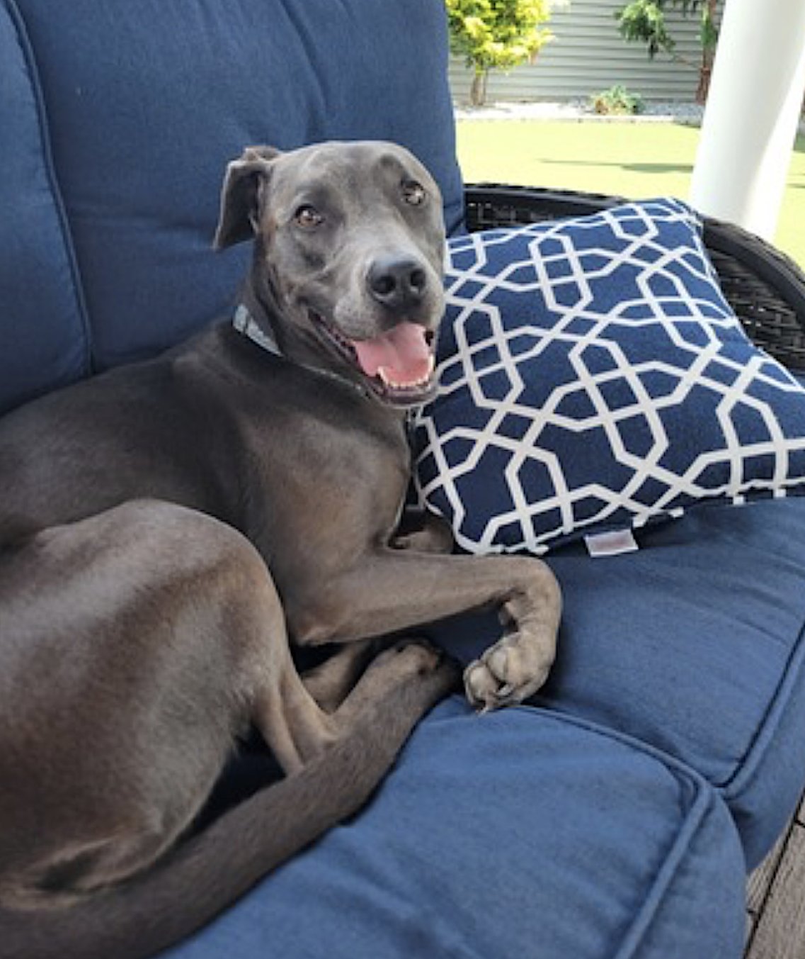 JADE - Labrador Retriever / American Pit Bull Terrier available for adoption