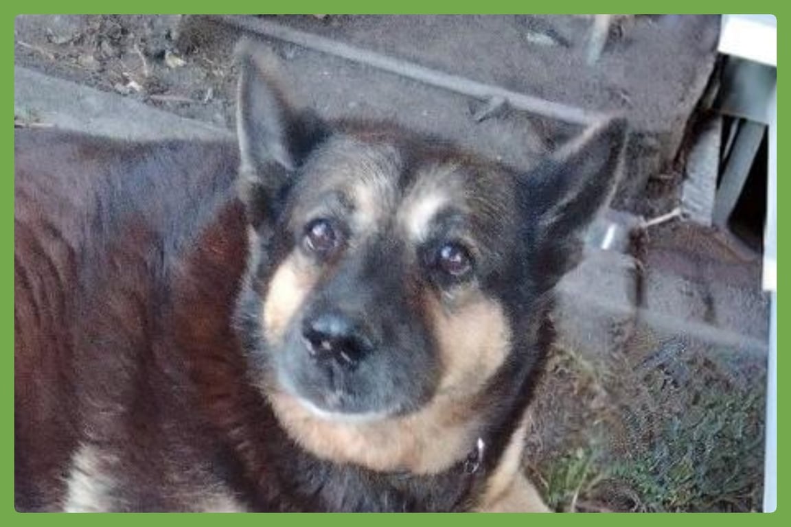 Abby Image