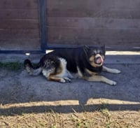 Abby - Photo 2