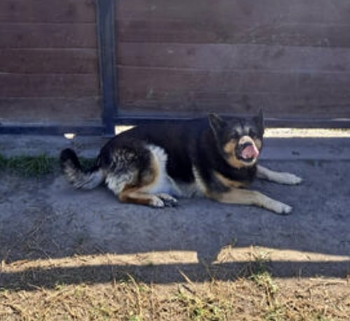 ABBY - German Shepherd Dog available for adoption