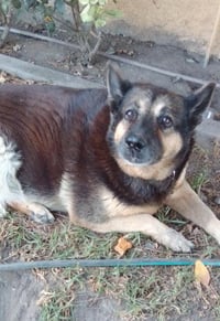 Abby - Photo 3