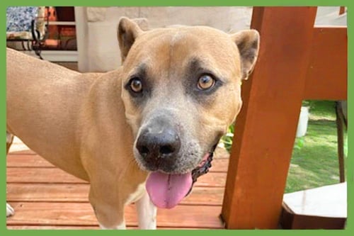 MURPHY - Boxer / American Pit Bull Terrier available for adoption