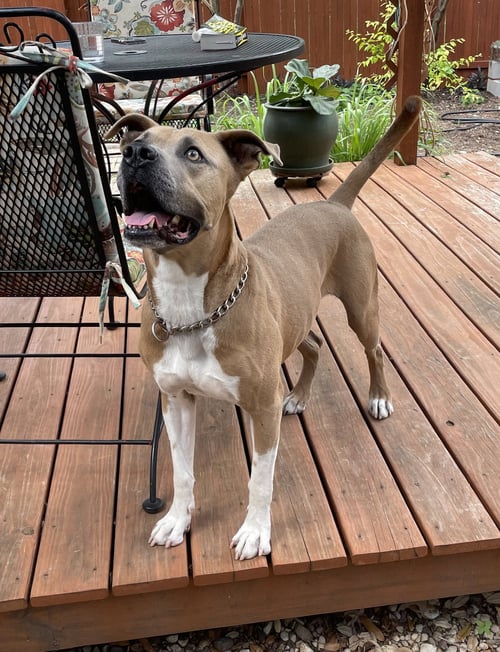 MURPHY - Boxer / American Pit Bull Terrier available for adoption