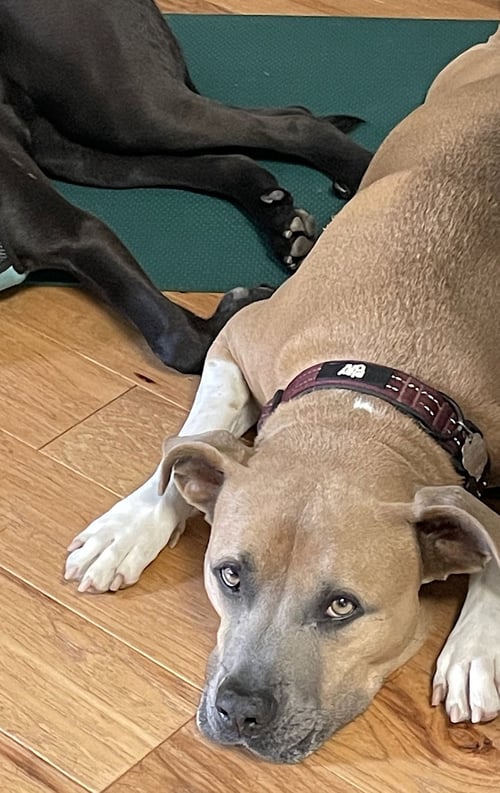 MURPHY - Boxer / American Pit Bull Terrier available for adoption