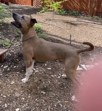 Murphy - Photo 6