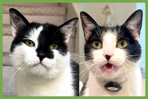 OREO AND VANILLA BEAN - Domestic Short Hair available for adoption