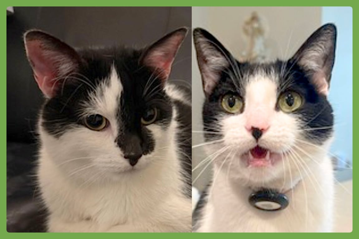 Oreo and Vanilla Bean Image