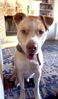 Doggert - Photo 4