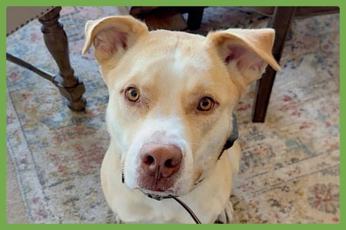 DOGGERT - American Pit Bull Terrier / Siberian Husky available for adoption