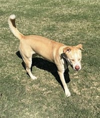 Doggert - Photo 9