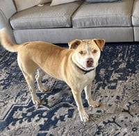 Doggert - Photo 2