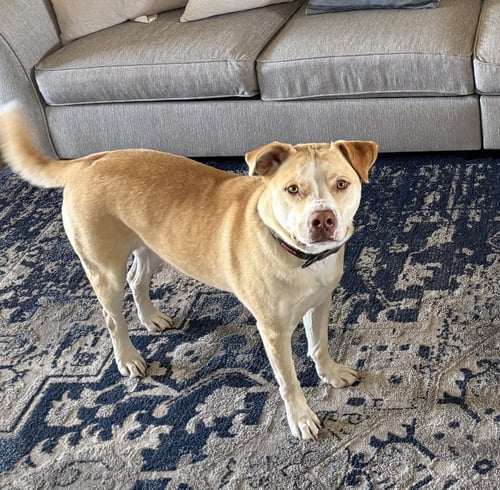 DOGGERT - American Pit Bull Terrier / Siberian Husky available for adoption